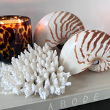 Nautilus Shell
