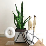 Sanseveria Plant