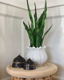 Sanseveria Plant