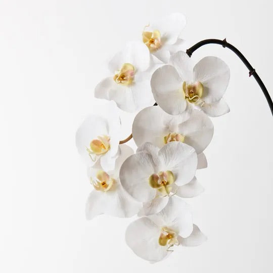 Phalaenopsis Orchid Stem (White - X Large)