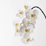Phalaenopsis Orchid Stem (White - X Large)