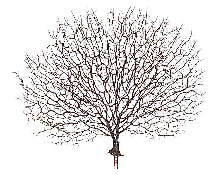 Artificial Seafan (Brown)