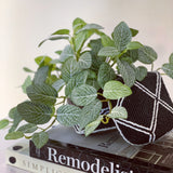 Fittonia Bush (Small)