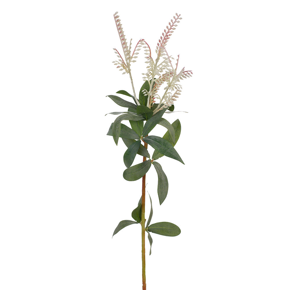 Pieris Japonica (Cream/Pink Stem)