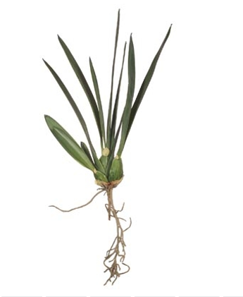 Orchid Leaf with Roots (stem)