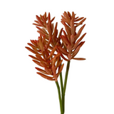 Peach Succulent (Stem)