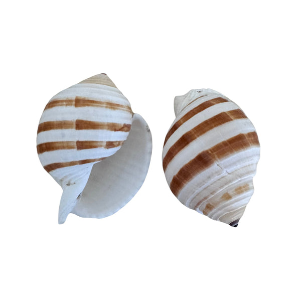 Tona Sulcosa Shell