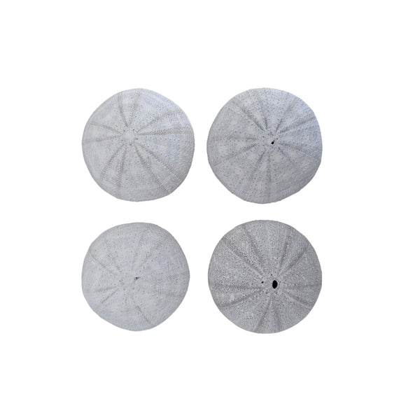 Alfonso White Sea Urchin (Pack of 4)