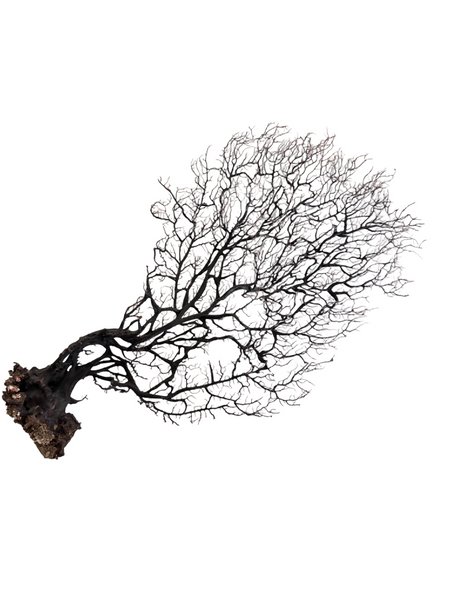 Gorgonian Seafan (Black)