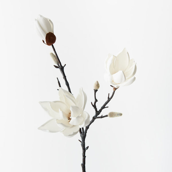 Japanese Magnolia (Large)