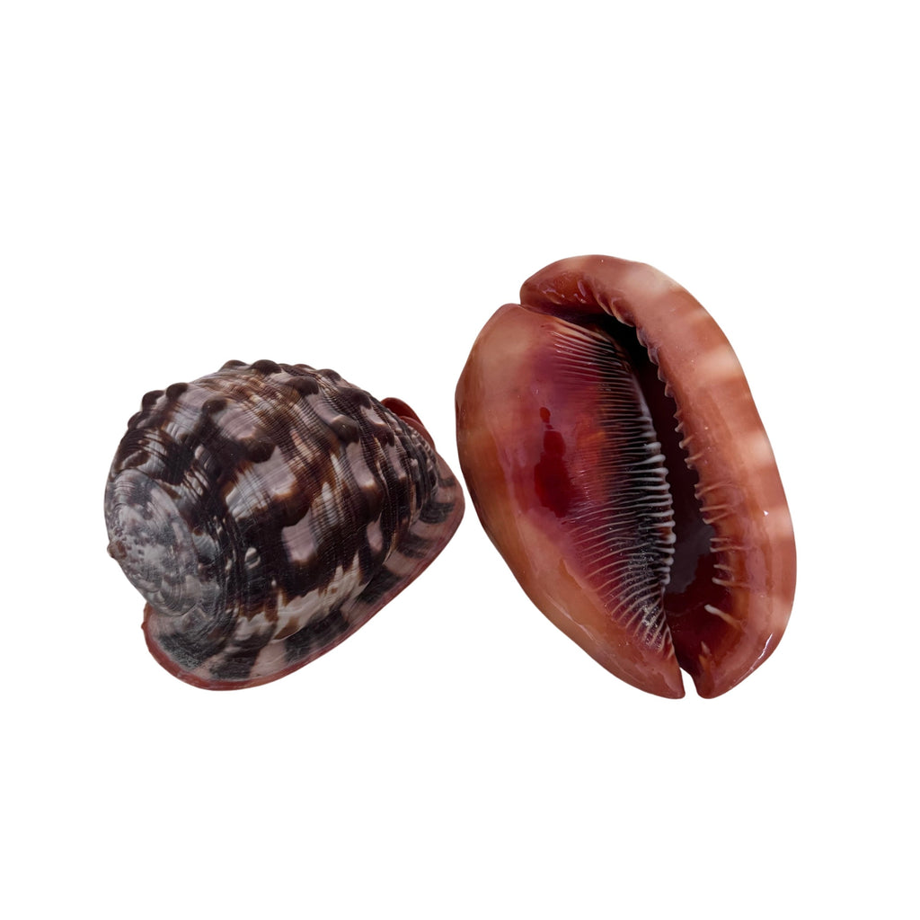 Cassia Rufa Shell – Inside Home Style