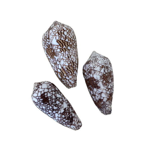 Conus Textile Shells (Pack of 3) – Inside Home Style