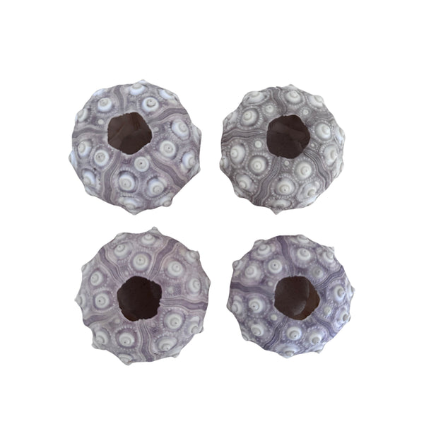 Sputnik Sea Urchin (Pack of 4)