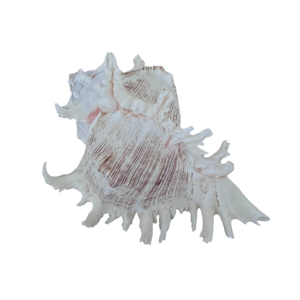 Murex Ramosus Shell