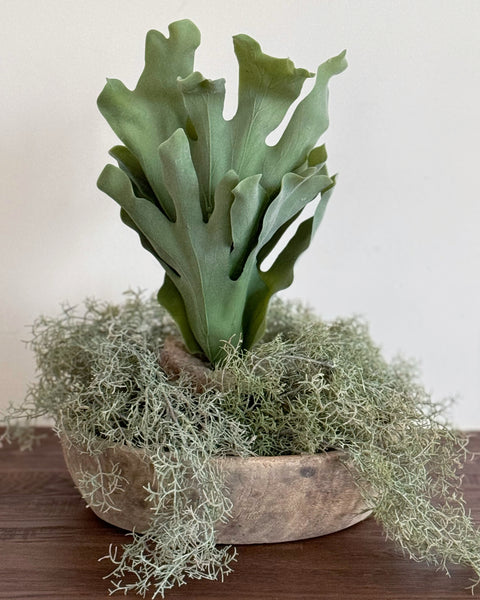 Staghorn Fern (in pot) – Inside Home Style