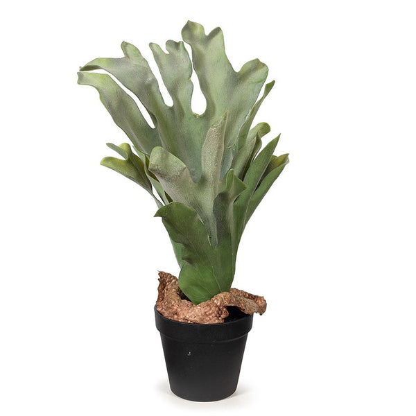 Staghorn Fern (in pot)