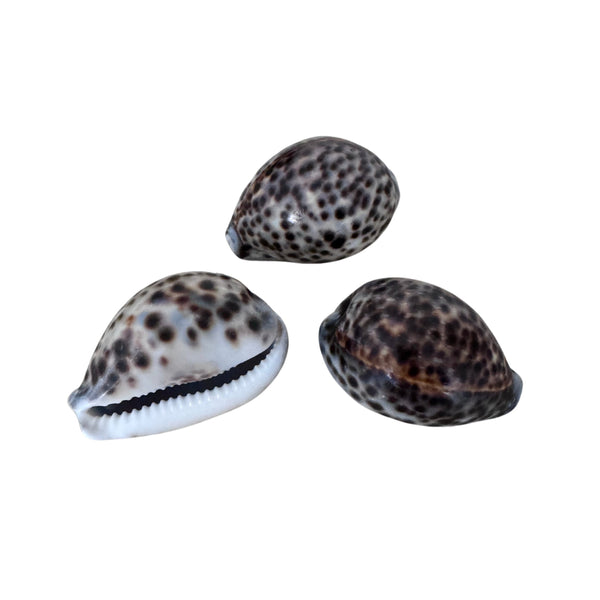 Cyprea Tigris Shells (Pack of 2)