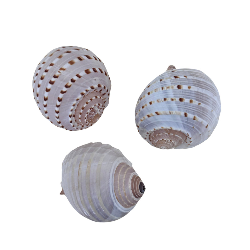 Tona Tesselate Shell