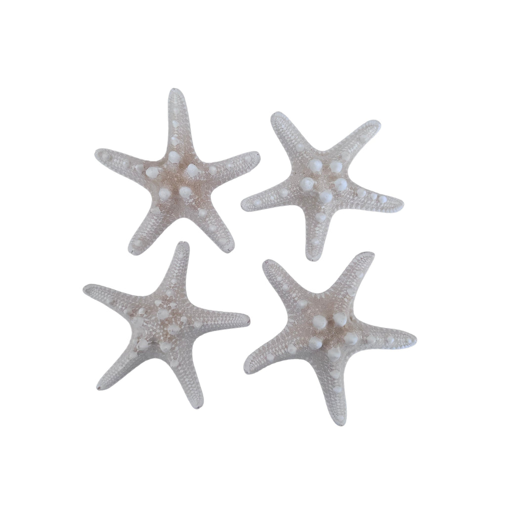 Thorny Starfish (Pack of 4)