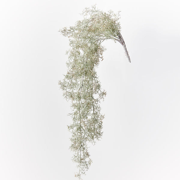 Spanish Moss Hanging Bush