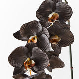 Phalaenopsis Orchid Stem (Infused Black - Large)