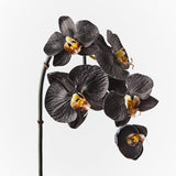 Phalaenopsis Orchid Stem (Infused Black - Small)