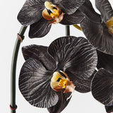 Phalaenopsis Orchid Stem (Infused Black - Small)