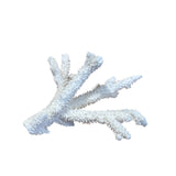 Coral (Small Assorted)