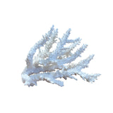 Coral (Small Assorted)