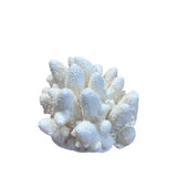 Coral (Small Assorted)