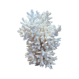 Coral (Small Assorted)