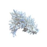 Coral (Small Assorted)