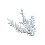 Coral (Small Assorted)