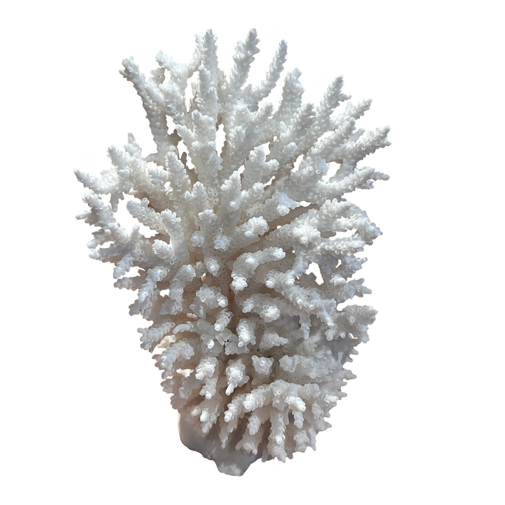 Coral (Medium C)