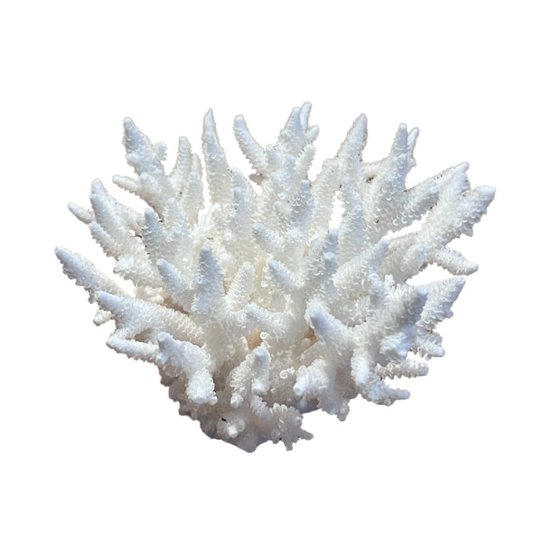 Coral (Medium F)