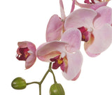 Phalaenopsis Orchid Stem (Light Pink)