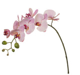 Phalaenopsis Orchid Stem (Light Pink)