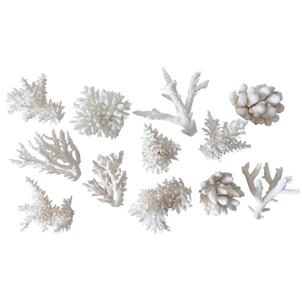 Coral (Small Assorted)