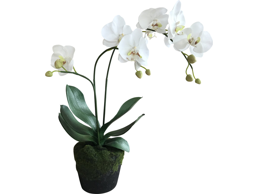 Orchid (Tall)