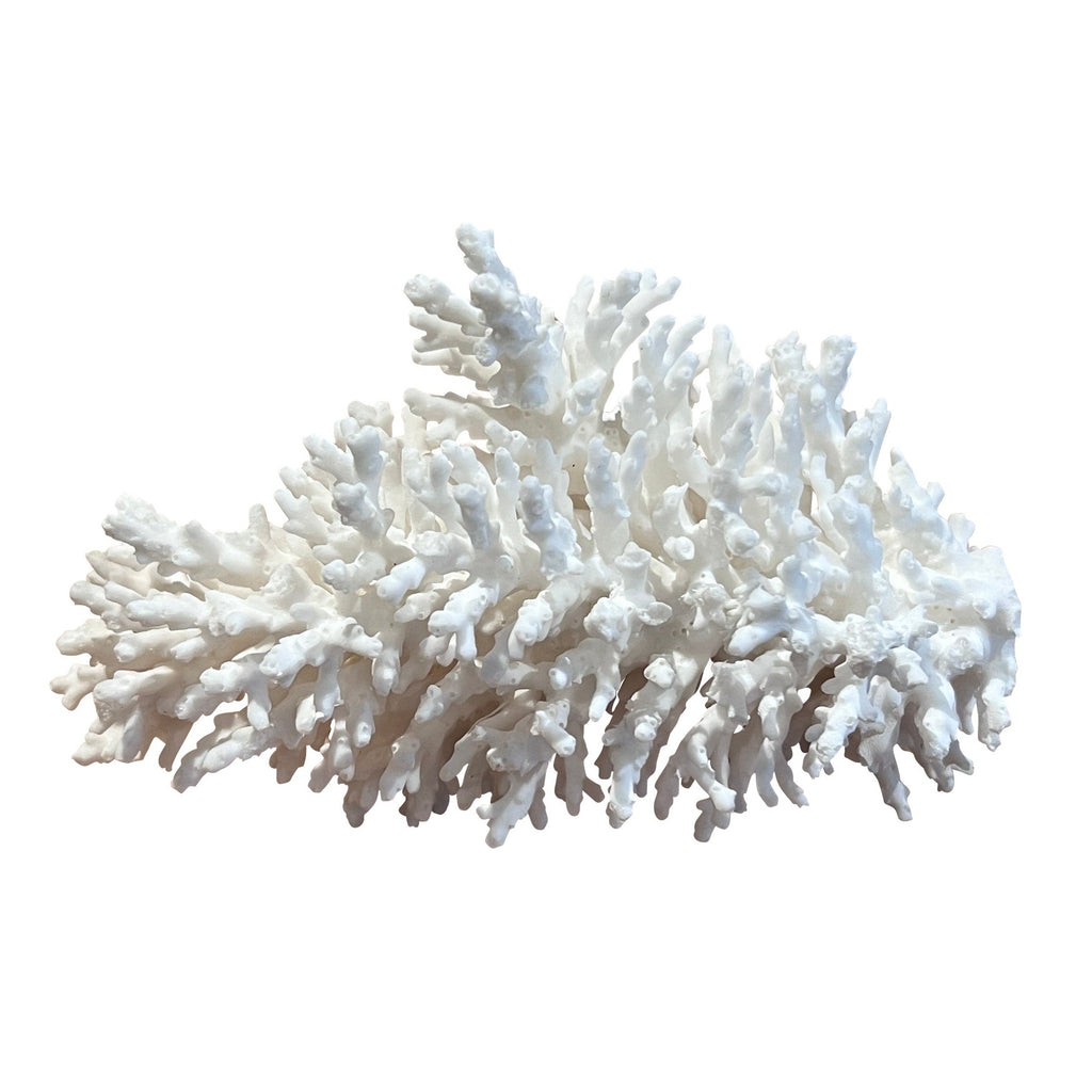 Coral (Medium G)