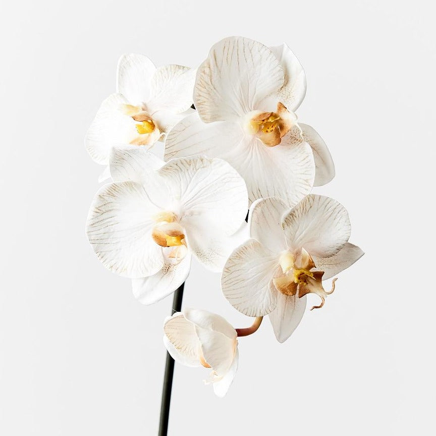 Phalaenopsis Orchid Stem (Infused Nude - Small)
