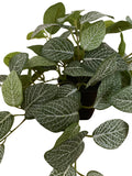 Fittonia Bush (Small)