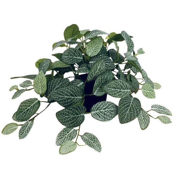 Fittonia Bush (Small)