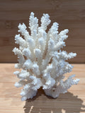 Coral (Medium D)