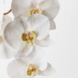 Phalaenopsis Orchid Stem (White - X Large)