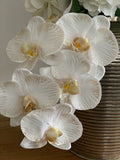 Phalaenopsis Orchid Stem (Infused Nude - Large)