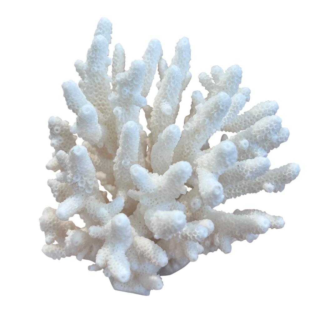 Coral (Medium H)