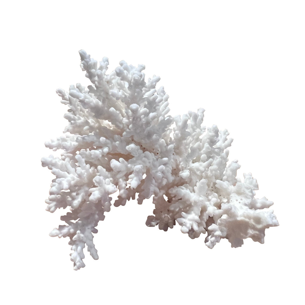 Coral (Medium J)