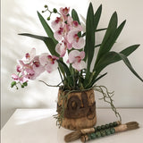 Phalaenopsis Orchid Stem (Light Pink)