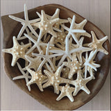 Thorny Starfish (Pack of 4)